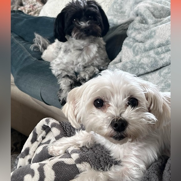 LAURAEWATTS 💗 IS LIVE! Come shop and hang out with us! - Picture 16 of 16